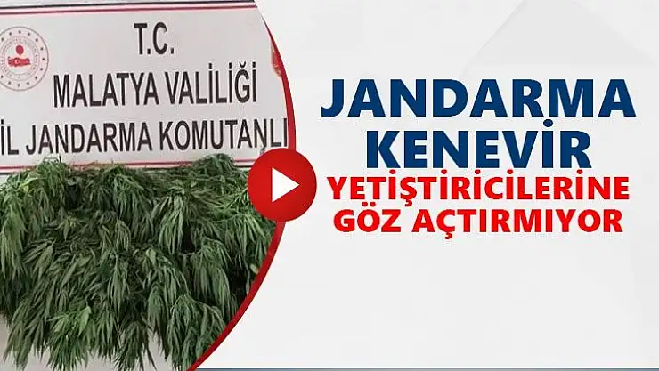 Jandarma kenevir yetiştiricilerine göz açtırmıyor