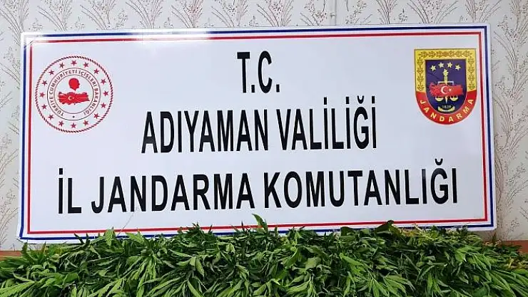 'Jandarmadan uyuşturucu operasyonu'