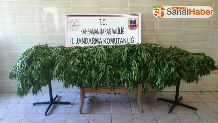 Jandarmadan uyuşturucu operasyonu