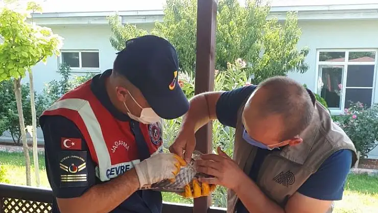 'Jandarmanın bulduğu yaralı atmaca tedavi altına alındı'