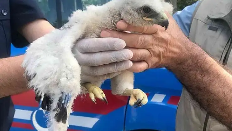 'Jandarmanın bulduğu yavru kızıl şahin besleniyor'