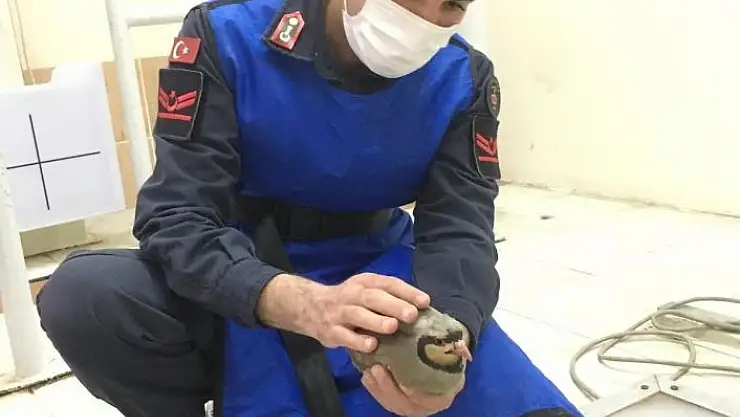 'Jandarmanın önüne düşen yaralı keklik tedavi altına alındı'