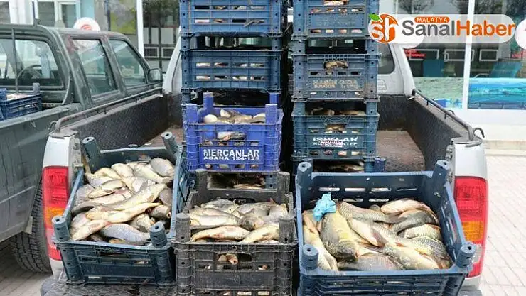 Kaçak avlanan 700 kilo balık ele geçirildi