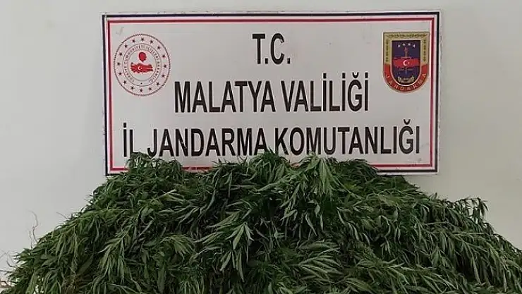 'Kaçak kenevir ekenlere gözaltı'