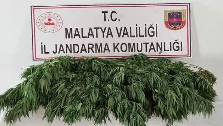 'Kaçak kenevire  geçit yok'