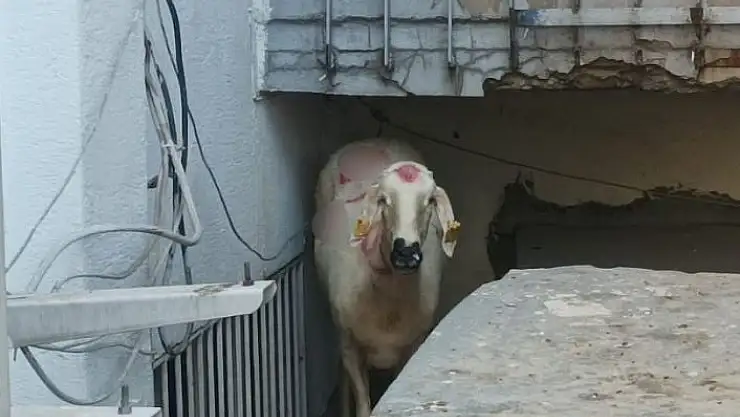 'Kaçan kurbanlık yakalandı, sahibi kayıp'