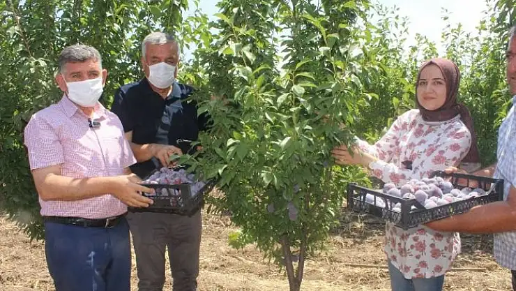 'Kadın çiftçi bölgenin en büyük bahçesini kurdu'