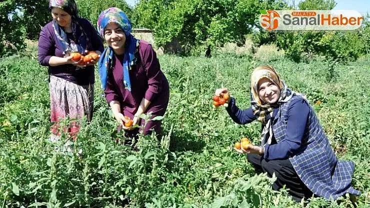 Kadın girişimciler, kurdukları kooperatifle siparişlere yetişemiyor