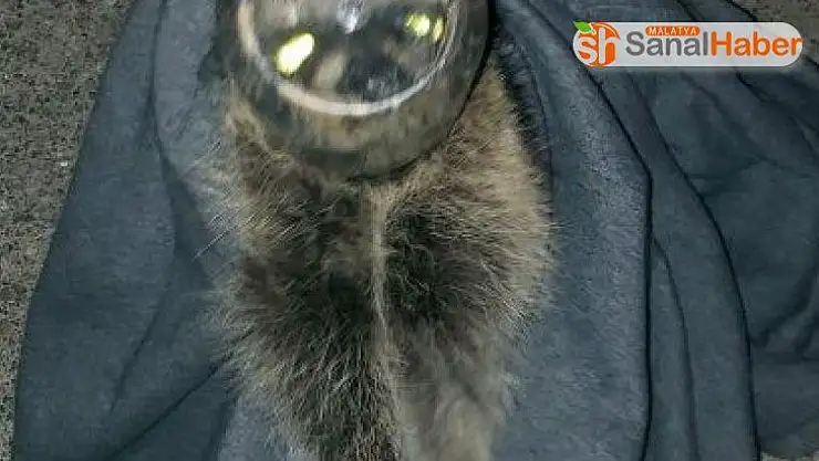 Kafası cam kavanoza sıkışan rakunu polis kurtardı