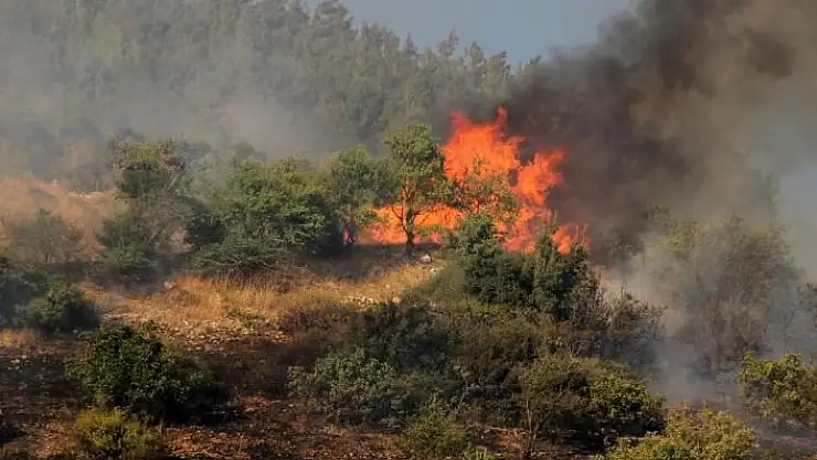 'Kahramanmaraş´ta 1 hektar orman alanı yandı'