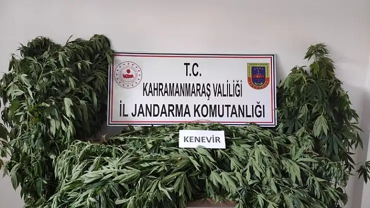 'Kahramanmaraş´ta 122 kök kenevir bitkisi ele geçirildi'