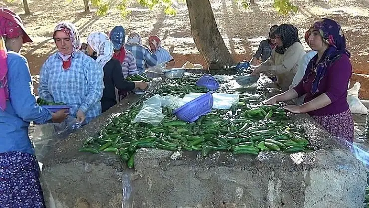 'Kahramanmaraş´ta 200 bin ton salatalık üretiliyor'