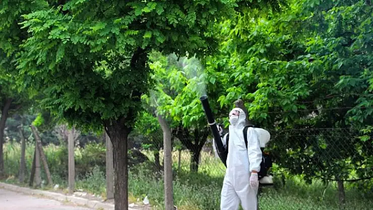 'Kahramanmaraş´ta ağaçlar zararlılardan korunuyor'