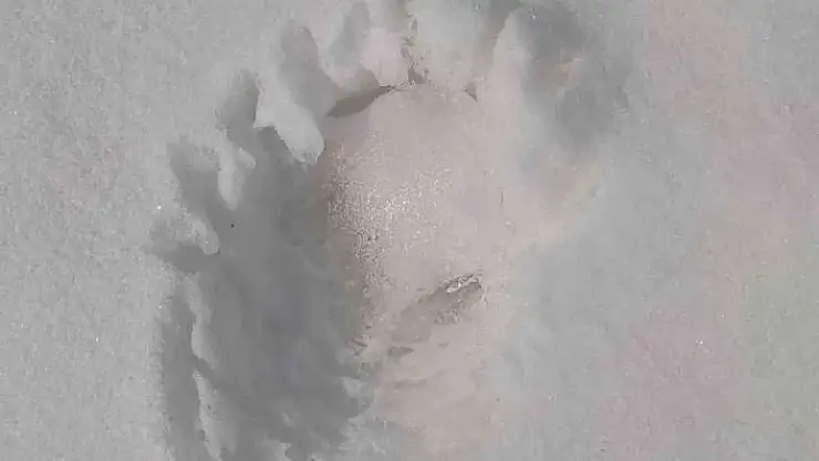 'Kahramanmaraş´ta ayı izine rastlandı'