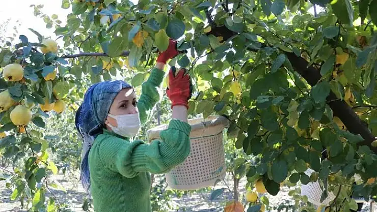 'Kahramanmaraş´ta ayva hasadı başladı'