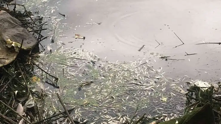 'Kahramanmaraş´ta balık ölümleri üzerine harekete geçildi'