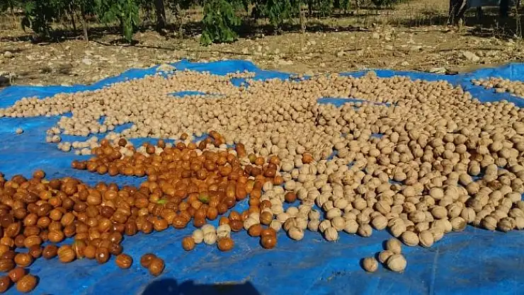 'Kahramanmaraş´ta ceviz bahçesinde hasat şenliği'