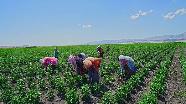'Kahramanmaraş´ta dağıtılan biber fidelerinde hasat hazırlığı'