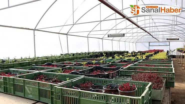 Kahramanmaraş'ta ilkbahar hazırlığı