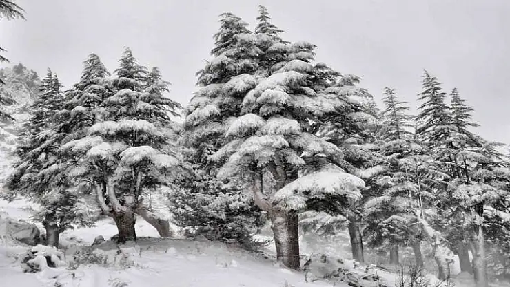 'Kahramanmaraş´ta ormanlar beyaza büründü'