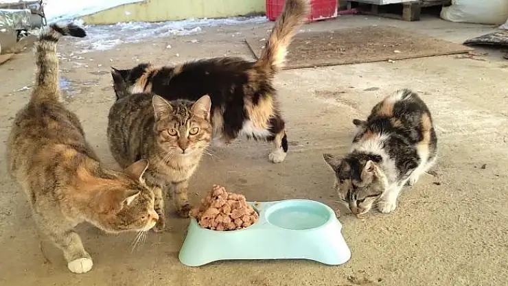 'Kahramanmaraş´ta sokak hayvanlarına mama desteği'