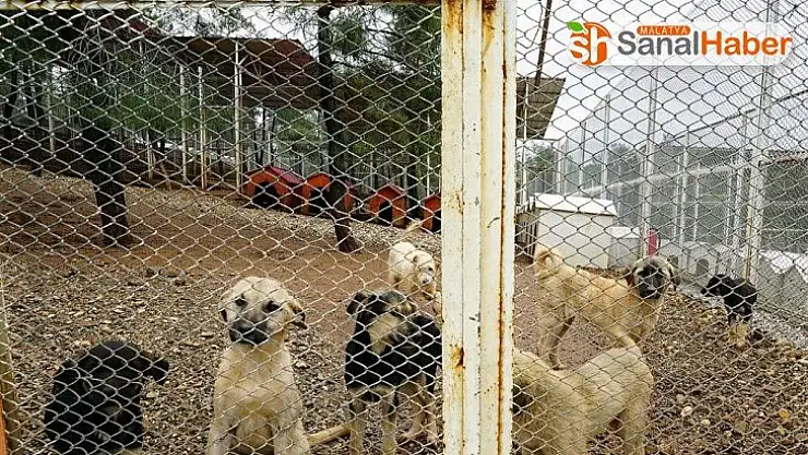 Kahramanmaraş'ta sokak hayvanlarına şefkat eli