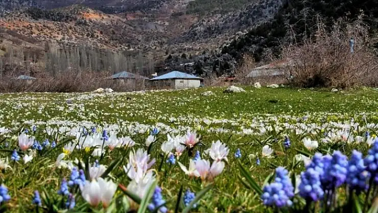 'Kahramanmaraş´ta sümbüller vadiyi süsledi'