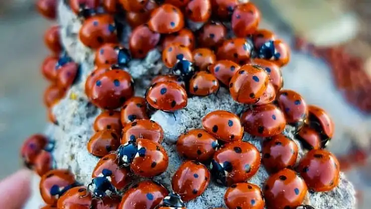 'Kahramanmaraş´ta uğur böcekleri görsel şölen sunuyor'