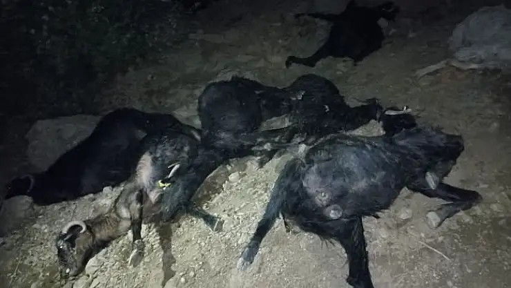 'Kahramanmaraş´ta yıldırım düşmesi sonucu 45 keçi telef oldu'