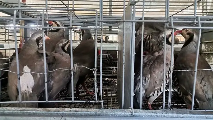 'Kahramanmaraşta 10 bin kınalı keklik üretildi'