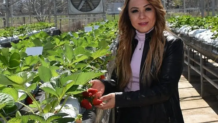 '''Kalede Çilek Kadın Elinde Yetişecek'' Projesi devrede'