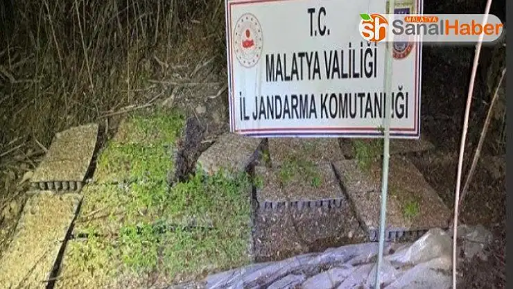 Malatya'da kamu arazisine hint keneviri ektiler