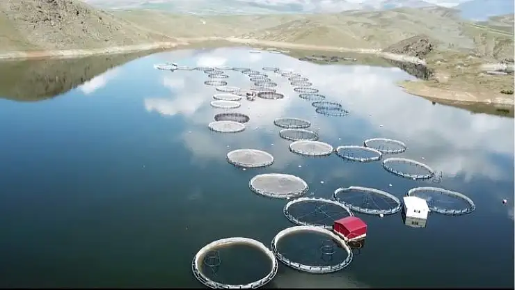 'Kandil Barajında ilk alabalık hasadı yapıldı, Avrupa ve Rusya´ya gönderilecek'