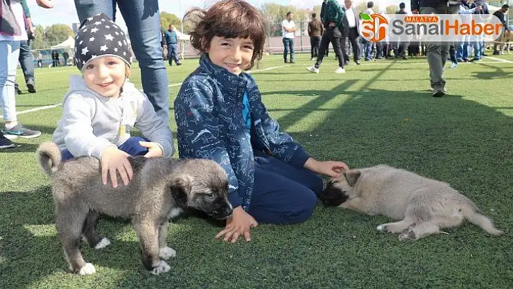Kangal köpekleri güzellikleri ile kıyasıya yarıştı
