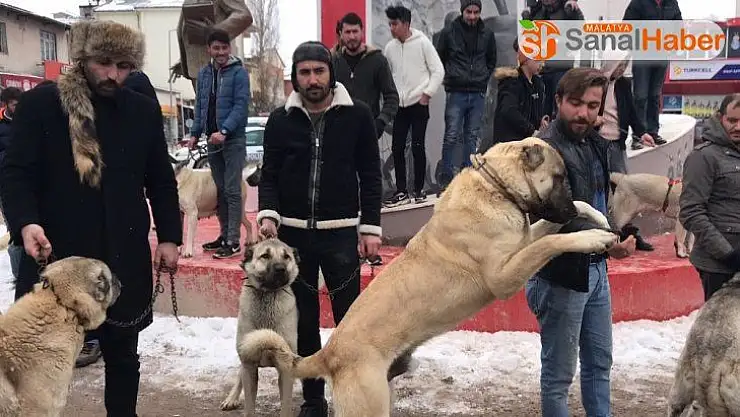 Kangal köpekli basın açıklaması