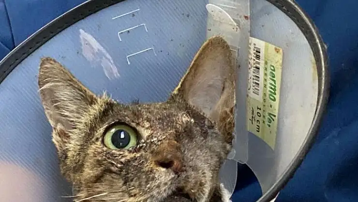 'Kanserli kediye umut oldular'