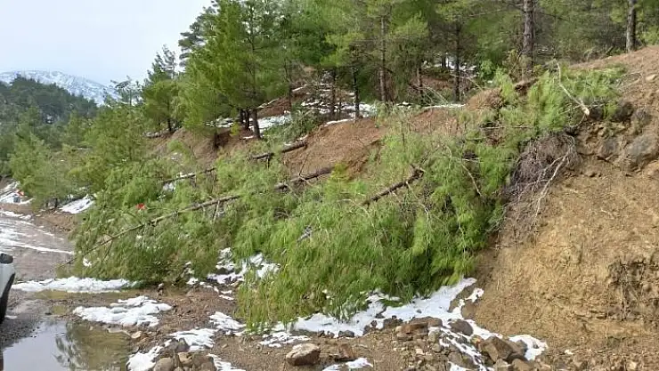 'Kar çam ağaçlarını kökünden söktü'