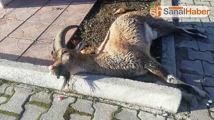 Karayoluna inen dağ keçisine araç çarptı