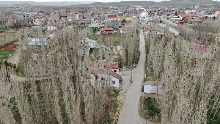 'Kargalar mahallenin kabusu oldu'