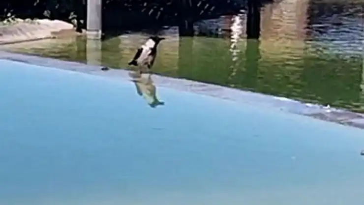 'Karganın ağzından çıkanı duyanlar, neye uğradıklarını şaşırdı'