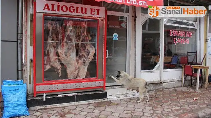 Kasabın kapısını patisi ile tıklayıp kemik istiyor