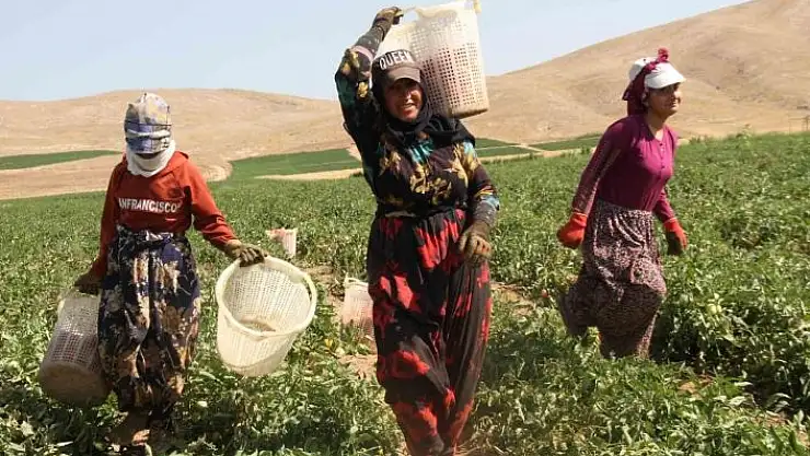 'Kavurucu sıcak altında tarlada ekmek mücadelesi'