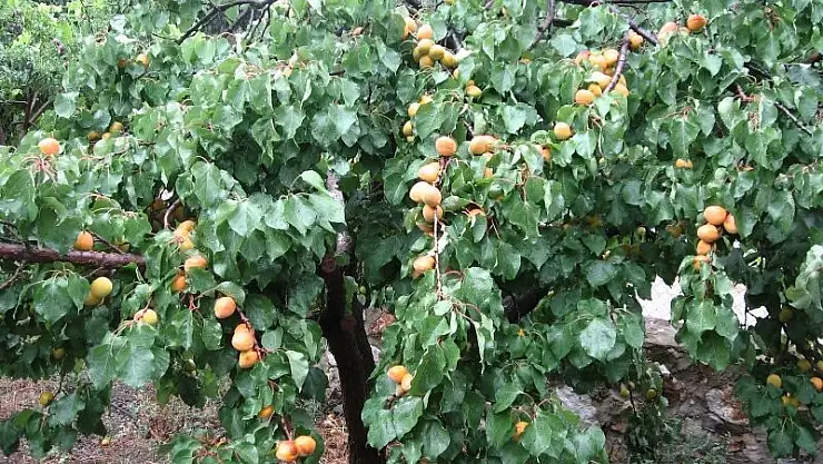 Kayısı Ağaçlarında Şubat Ayında Yapılması Gerekenler