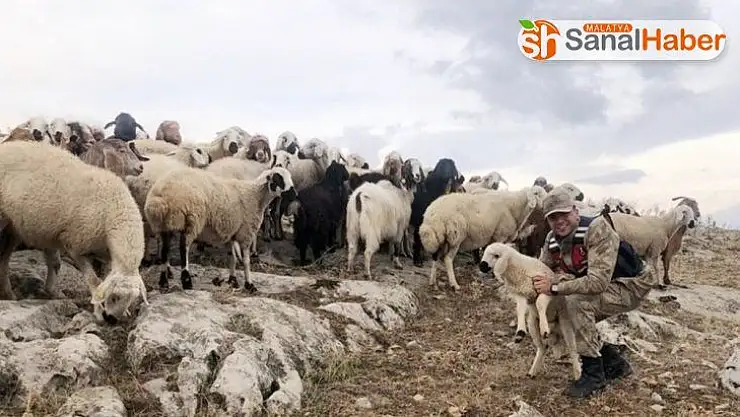 Kaybolan 70 küçükbaş hayvanı jandarma buldu