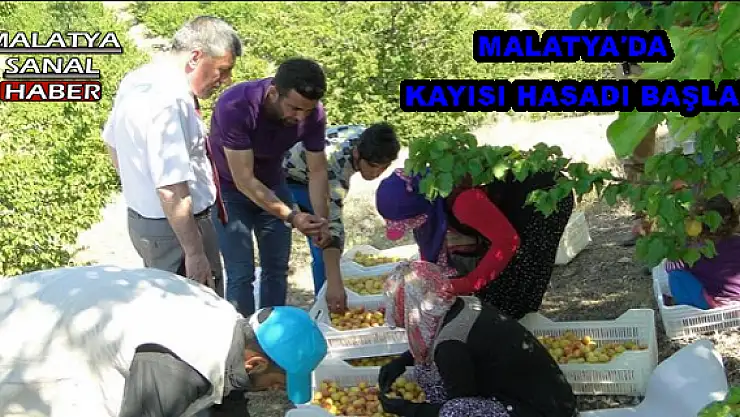 MALATYA´DA KAYISI HASADI BAŞLADI