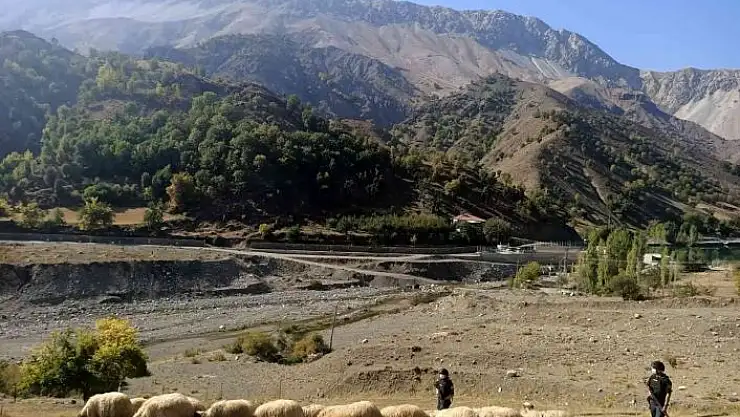 'Kayıp 24 adet koyun jandarma tarafından bulundu'