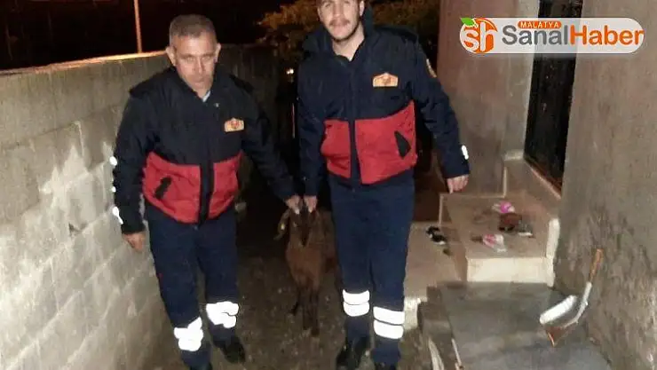 Kayıp keçi sahibine teslim edildi