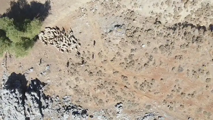 'Kayıp sürü drone ile bulundu'