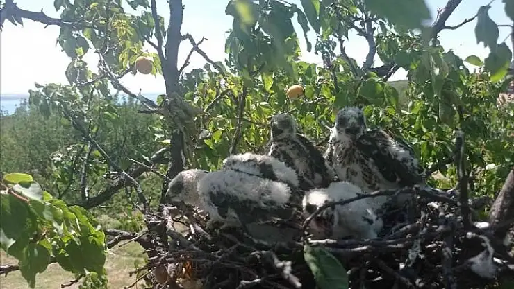 'Kayısı ağacına atmaca yuva yapınca hasat yapmadı'