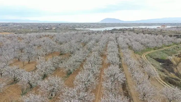 'Kayısı bahçelerinde kartpostallık görüntüler'
